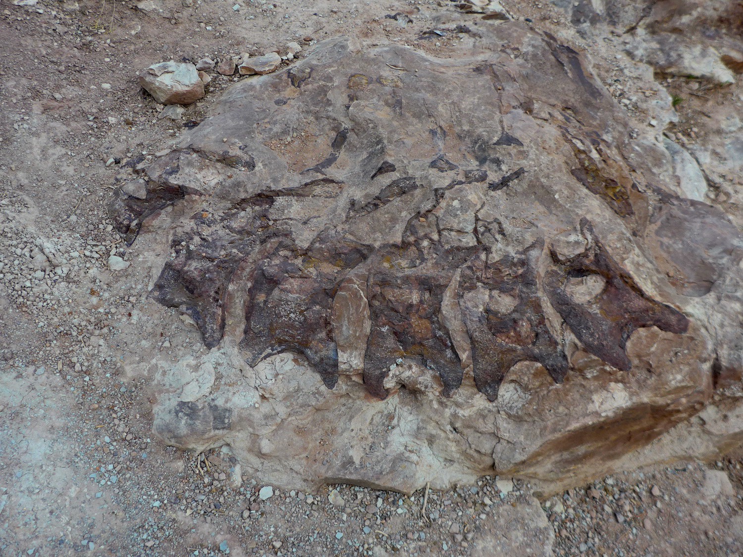 Vertebrae from the back of a juvenile Diplodocus seen on Dinosaur Hill